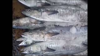 Fresh Fish Available Today 🐟Karachi Delivery 🚚Order Now 📲