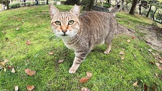 コロコロ太った猫達がカモを追いかけ回すも・・・