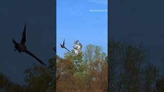 Download Lagu Goshawk best hunting bird #goshawk #eaglepower47 MP3 Download Lagu Goshawk best hunting bird #goshawk #eaglepower47 MP3