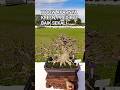 WOOW KREEN, PREDIKAT BAIK SEKALI AKARNYA SUPER KOMPLIT@mahkotabonsai#shorts#bonsai#viral