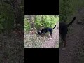 Trailing, trailing and more trailing! #hound #hunting #mountainlion #dogs #dryground