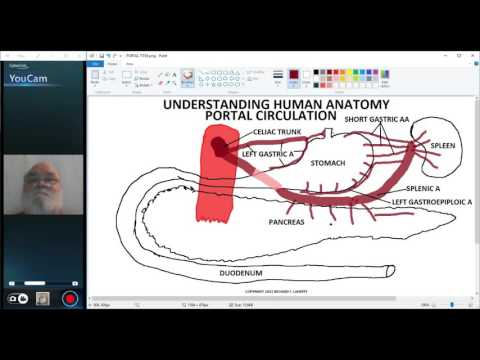 UNDERSTANDING HUMAN ANATOMY-ABDOMEN PORTAL CIRCULATION PART 2