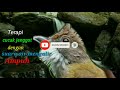 Terapi Cucak Jenggot Dan Suara Air Mengalir Download Suara Masteran Mp3 - Mp4 Download