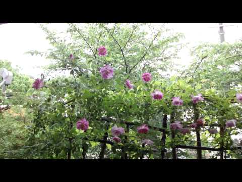 ローザ湖南　2011年5月9日【HD】