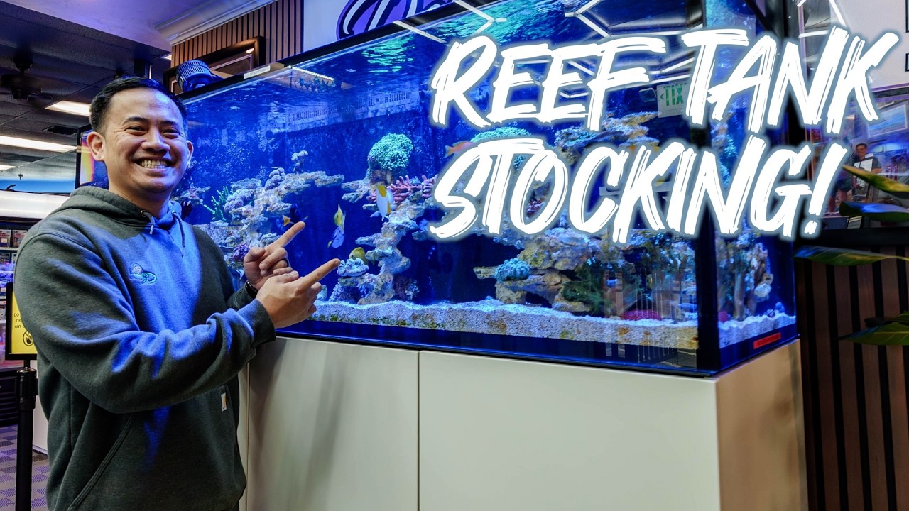WHAT TO PUT IN YOUR REEF TANK? | OUR MOST RECOMMENDED & UNDERRATED REEF-SAFE FISH FOR YOUR REEF TANK