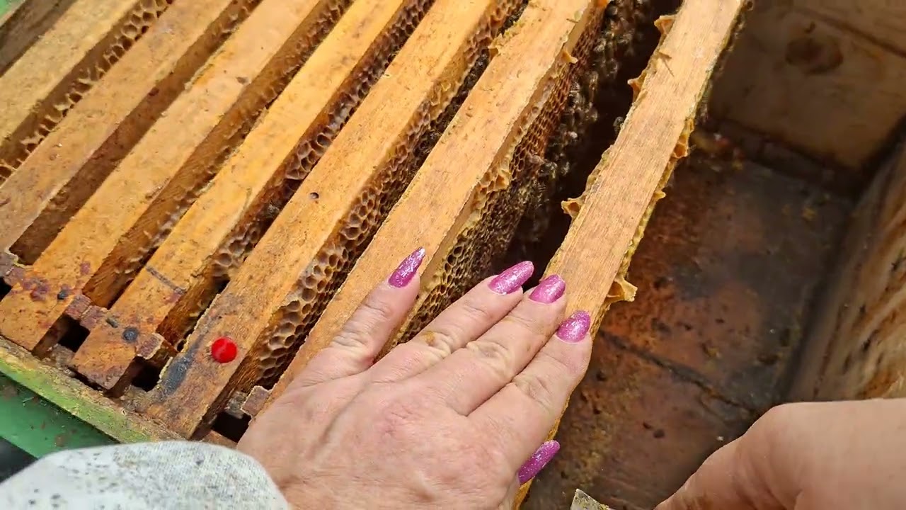 Albine. Ultimii  la curățenie  . Toți  cu regine  , Toți cu puiet  , Toți au hrană  . 