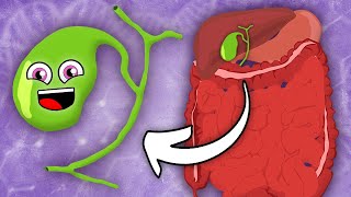 I Am Your Gallbladder! | KLT Anatomy