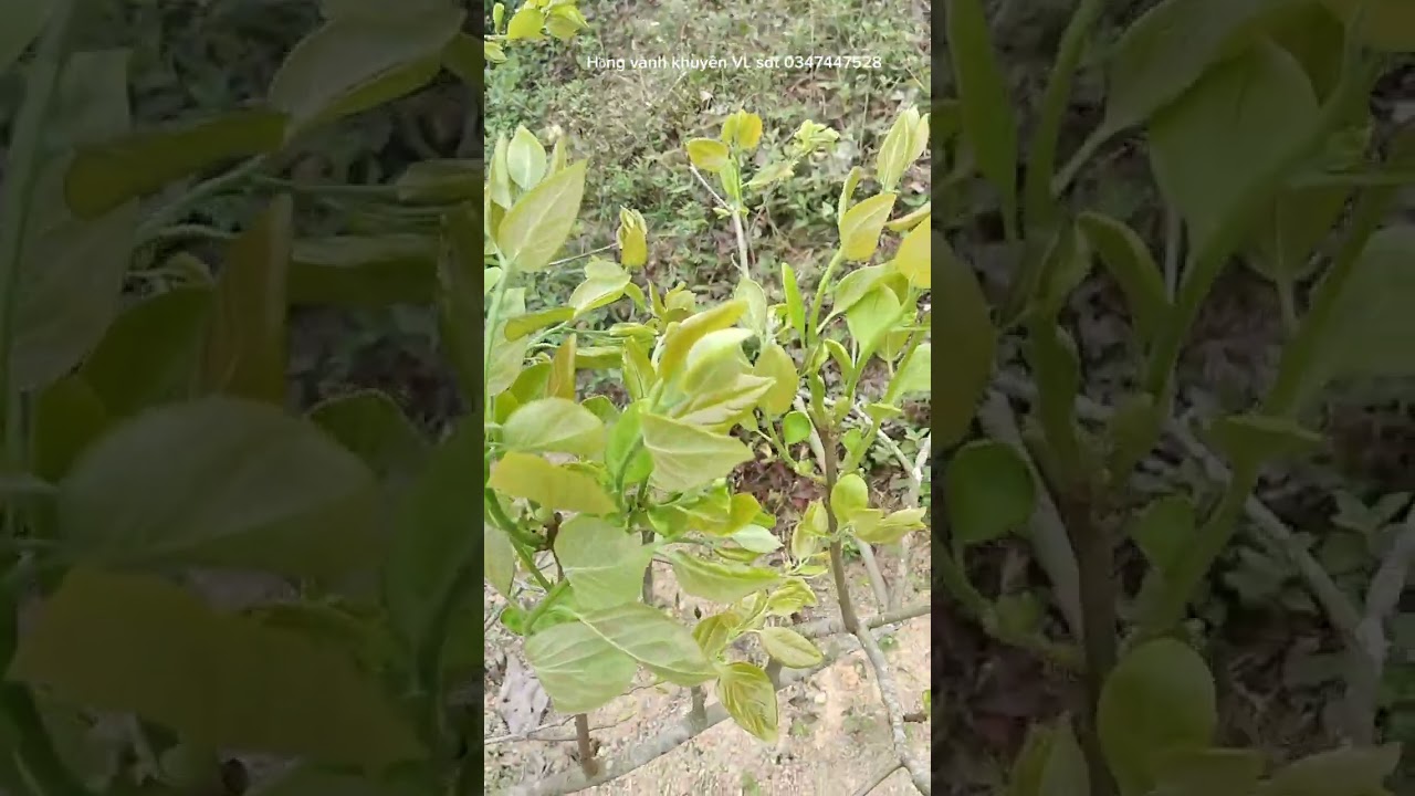 Công tác chuẩn bị chăm sóc Hồng vành khuyên 