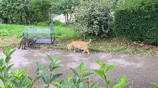 Séance de trappage avec les Chats libres de Chaumont