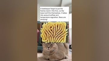 A beekeeper forgot to put the frames back in the hive, so the bees built this themselves.