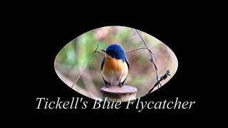 Tickell's Blue Flycatcher Call