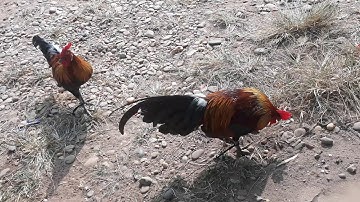 qaib qus tom#3-ไก่ป่าน้ำ#3โทร:0302281162วอดแอบ02052153089