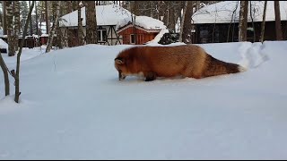 Alice the fox. Why does a fox eat snow?