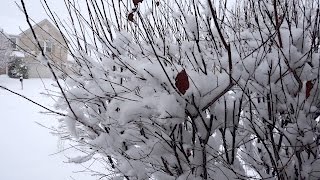 TUVlog 36 - Unexpected snow, RYZEN news, LIFX Z