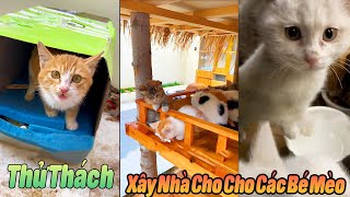 Thử Thách Xây Nhà Cho Các Bé Mèo Hoang #thúcưng #vậtnuôi #chómèohàihước #funny screenshot 3