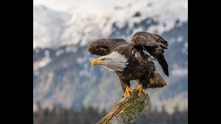 النسور والصقور الجارحة فيلم وثائقى Eagles and Hawks of Prey documentary film