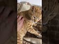 寝るでと言ったら必ず来る猫#保護猫 #茶トラ #猫の飼い方