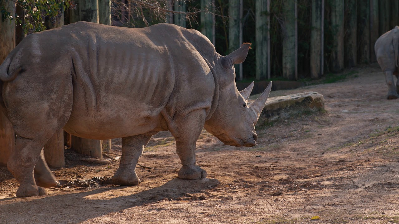 Cameron Park Zoo Ad Spot 1 - Filmed on Canon C70 - Shutter Film Studios