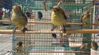 Perbedaan Jantan Betina Burung Kolap Free Music Download