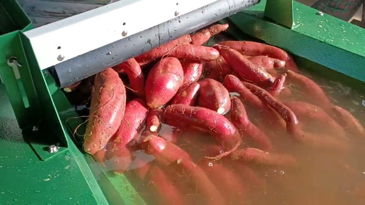 サツマイモ様 水槽コンベア（サツマイモ洗浄機用） サツマイモ洗浄・研磨機（KT8