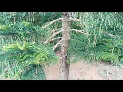 Vídeo: Qual é a altura de um pinheiro branco?