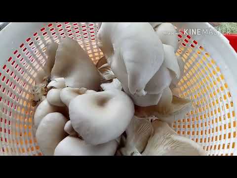 Меню дня :овощное