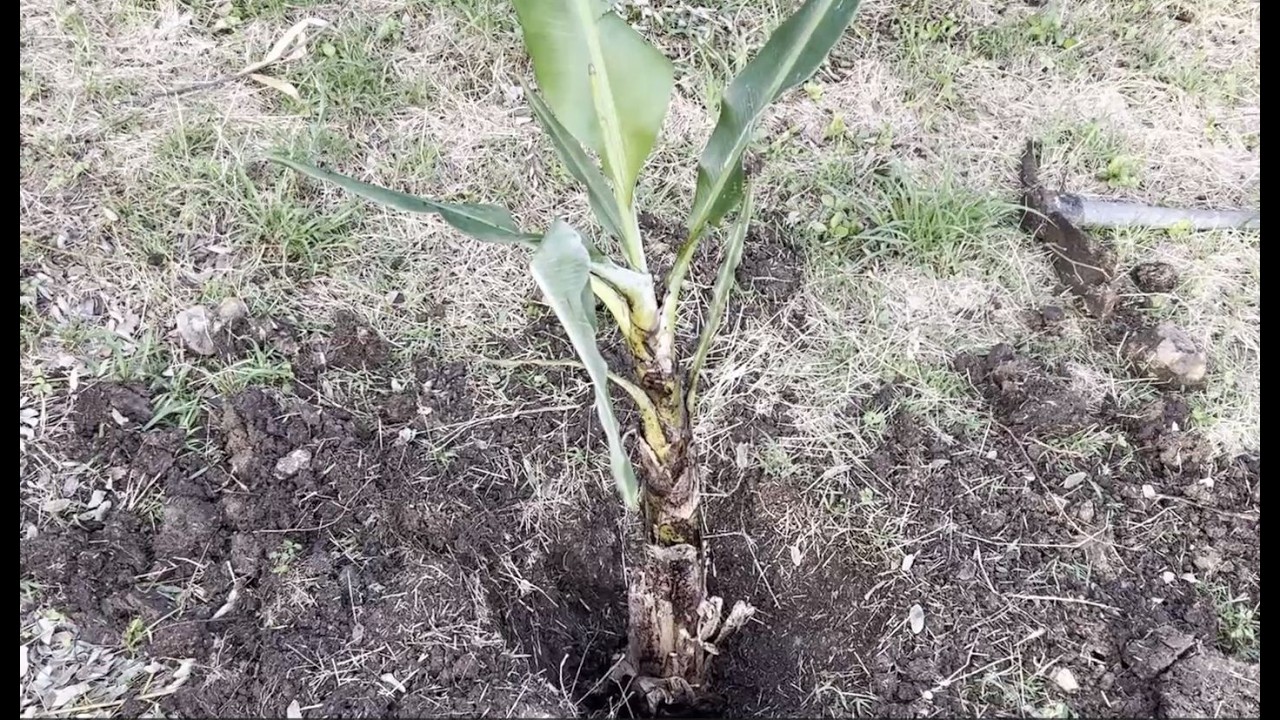 Episode 4 | Part 2: Plantain & Banana Plants