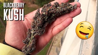 Falta pouco agora , veja como eu faço a cura das minhas flores ! 15 dias de cura CUPOM10%OFF GROW
