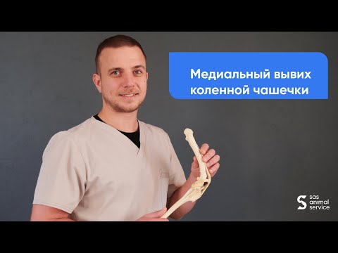 Что делать если собака или кошка хромает на лапу - Медиальный вывих коленной чашечки