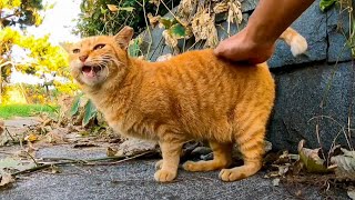 出会ってすぐに隠れようとしたがやっぱりモフられる様になった茶トラ猫がカワイイ