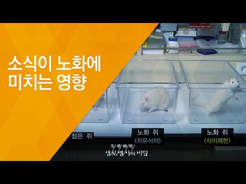 소식이 노화에 미치는 영향 - (20121208_439회 방송)_웰에이징 2편 - 건강수명 100세 시대