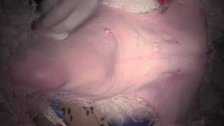 Live stream - Radical Mastectomy in a Dog