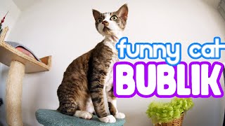New scratching post for a Devon Rex cat by Bublik funny cat 163 views 2 years ago 8 minutes, 14 seconds
