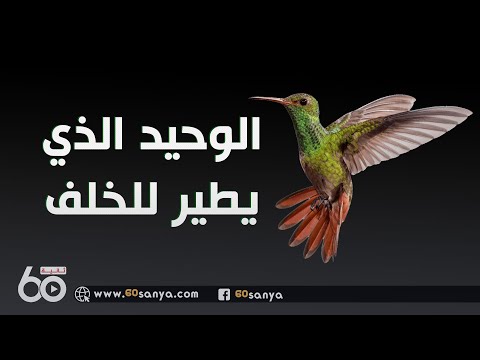 الطائر المعجزة الوحيد الذي يطير للخلف الطائر الطنان