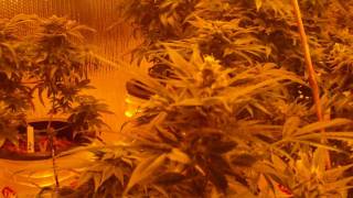 Day 49 Hybrid Hydroponics