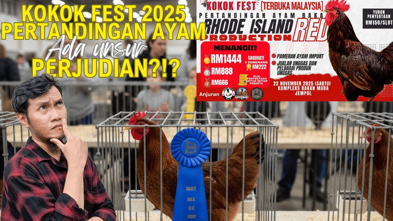 Pertandingan Ayam di Kokok Fest Ada Unsur Perjudian?? Ini Jawapan Kami