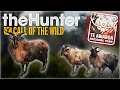 High Altitude Hunt – Tracking Tahr in the Hunter: Call of the Wild