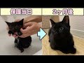 餓死寸前の捨て猫が、たった2ヶ月でふっくら美猫になるまでの全成長記録まとめ