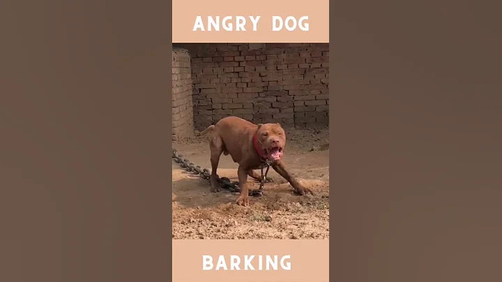 Angry Dog Barking Loudly #shorts