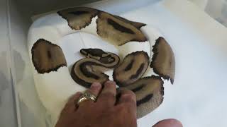 Brian Gundy Gives Update On 2019 Pied Breeding Project