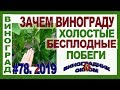 🍇 Регулярная ОШИБКА . Зачем винограду ХОЛОСТЫЕ, БЕСПЛОДНЫЕ  побеги. Нормировка винограда побегами.