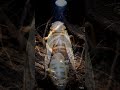 The Incredible 4K Time-Lapse of a Cicada Hatching 🎨