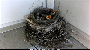 Robin Nest Time Lapse