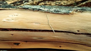 What Causes Cracked Timbers, and Are They Safe? "Checking"