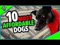 10 Cheapest Dog Breeds - Buddies on a Budget