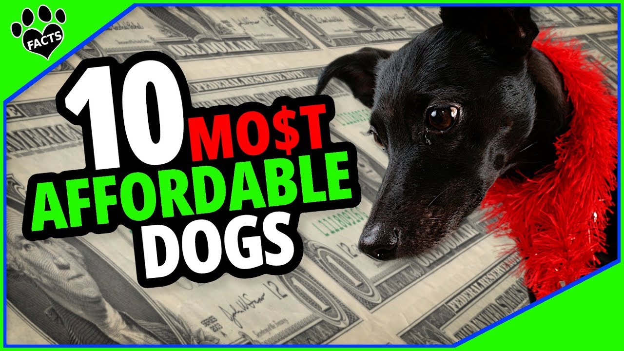 what is the cheapest breed of dogs