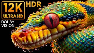 12K ULTRA HD Stunning Dolby Vision HDR Footage