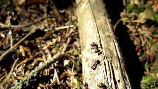 Uhryń 2011 - Mrówki