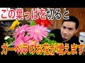 【初心者向け】ガーベラが元気に育つお手入れのポイント！　植え替え　葉摘み　育て方