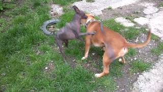 Питбуль и Перуанская голая собака 2.(Pitbull and Peruvian Naked Dog 2.) Питбуль и Перуанская голая собака 2.(Pitbull and Peruvian Naked Dog 2.)